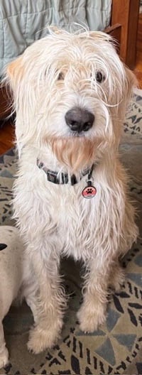 Carcone / Butter / Finn - Photo 3