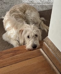 Carcone / Butter / Finn - Photo 4