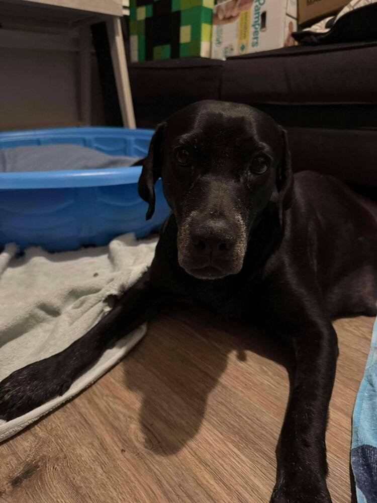 BARKOV / DAHLIA - Labrador Retriever available for adoption