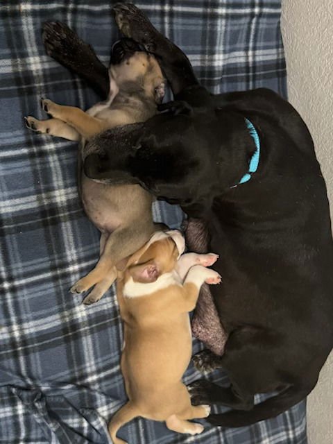 BARKOV / DAHLIA - Labrador Retriever available for adoption