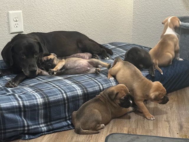 Barkov / Dahlia - Photo 3