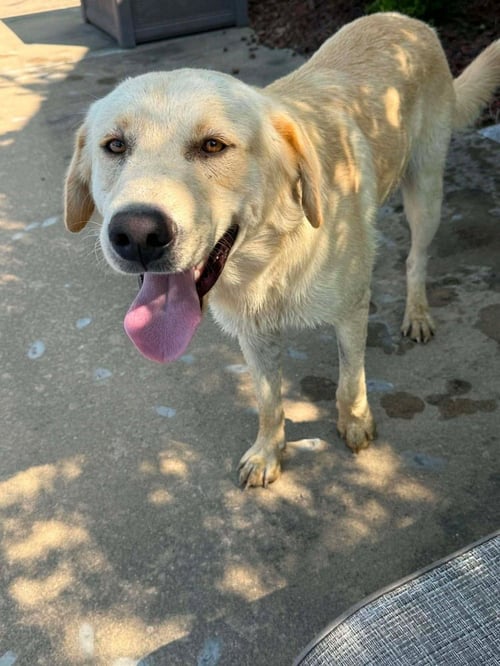 DODDS / KNOX - Labrador Retriever for adoption in Westminster