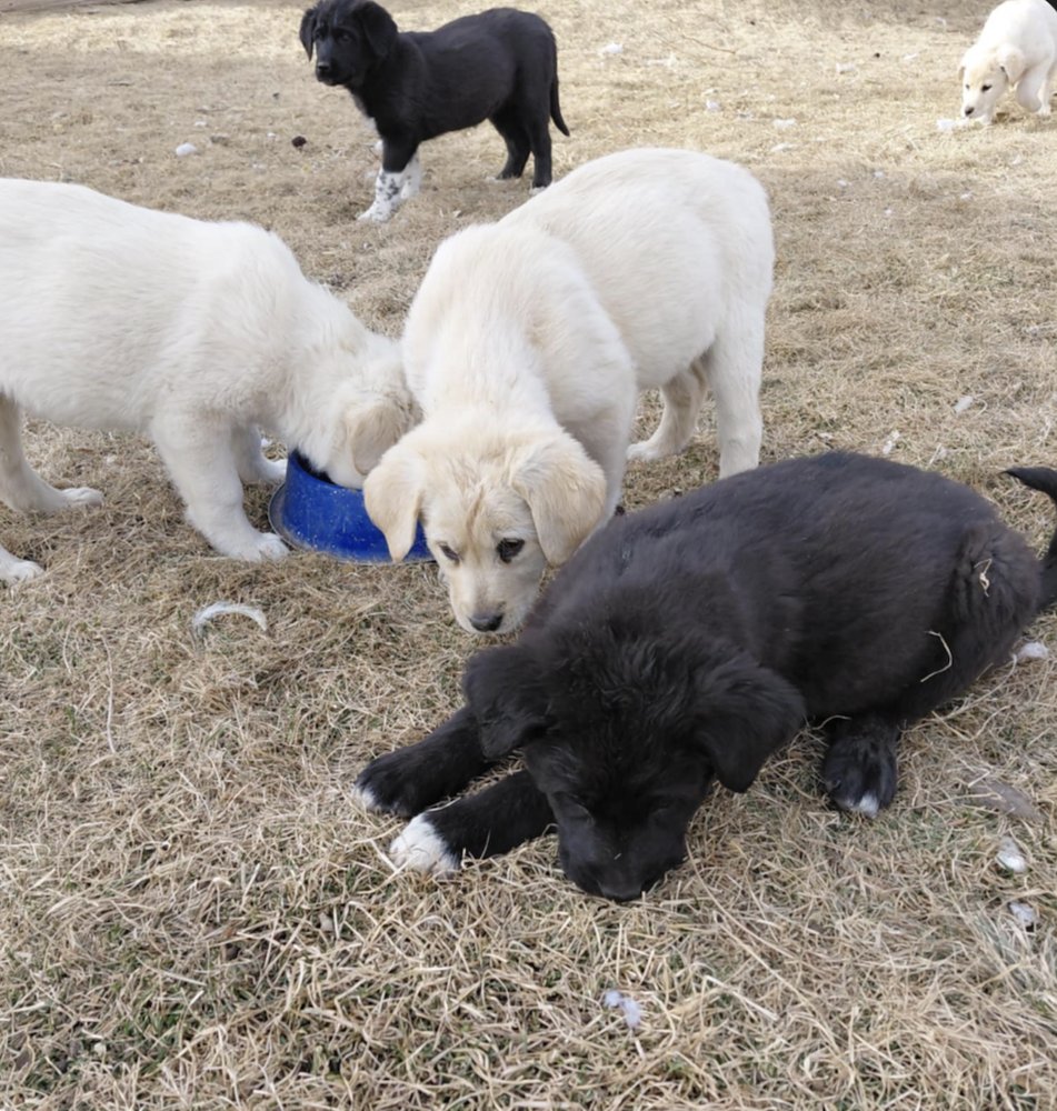 BOLDIREV / BOGART / KEVIN - Labrador Retriever / Great Pyrenees available for adoption