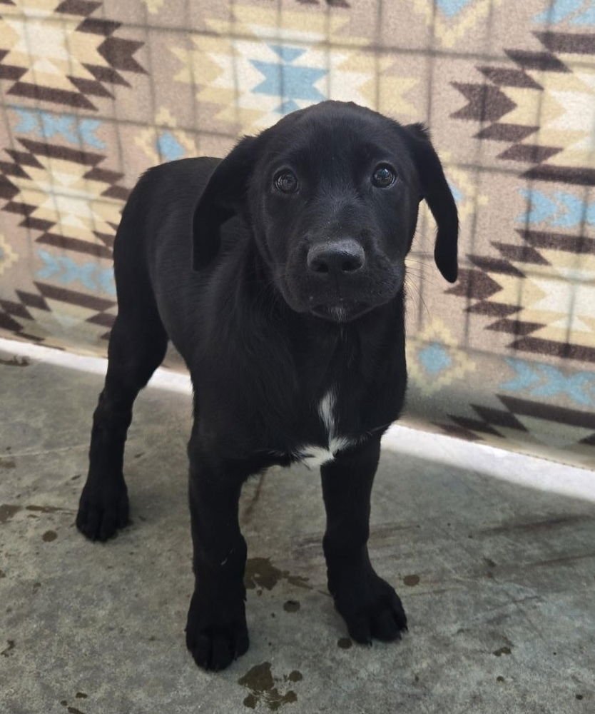 BALEJ / RIVER - Labrador Retriever available for adoption