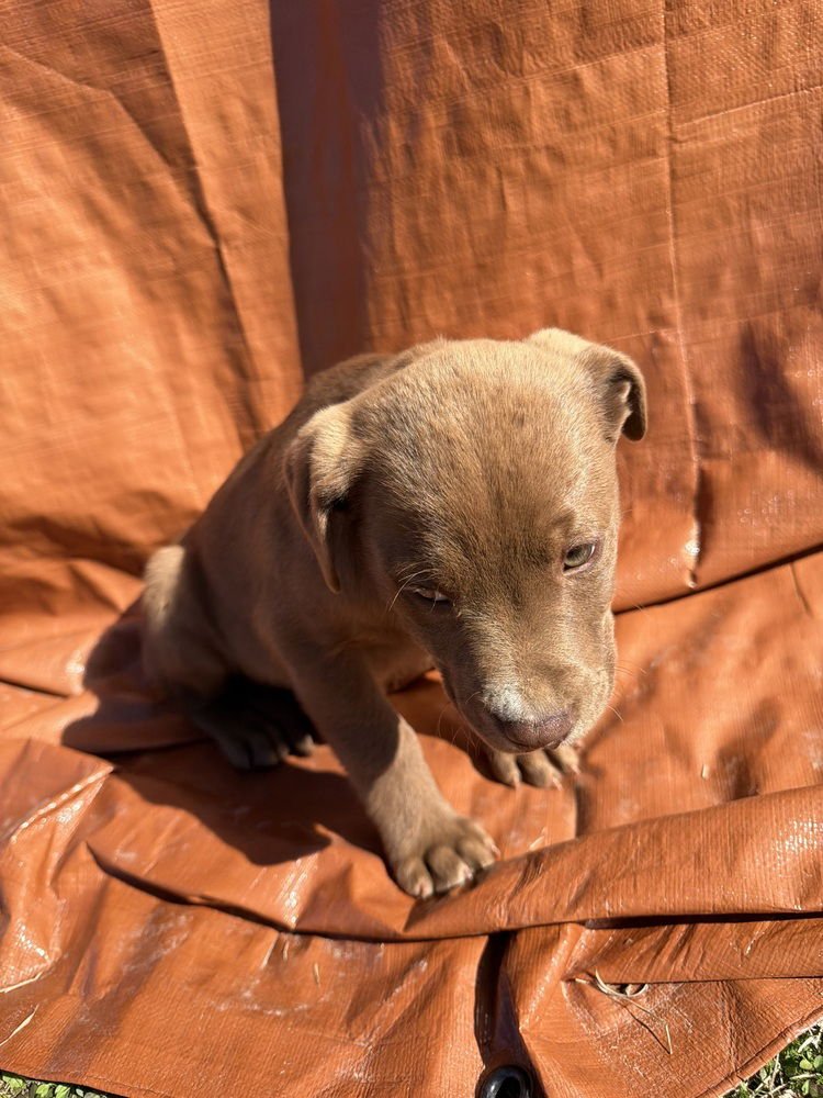 CAHILLE / FARFELLE - Labrador Retriever / Terrier available for adoption