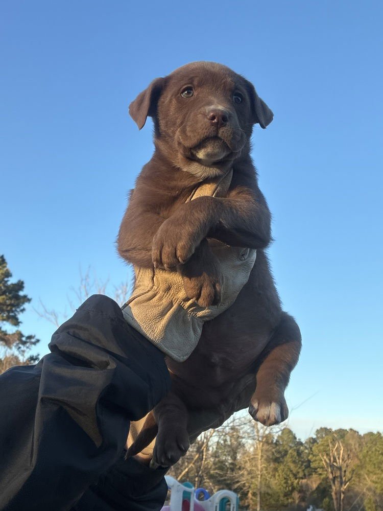 CAHILLE / FARFELLE - Labrador Retriever / Terrier available for adoption