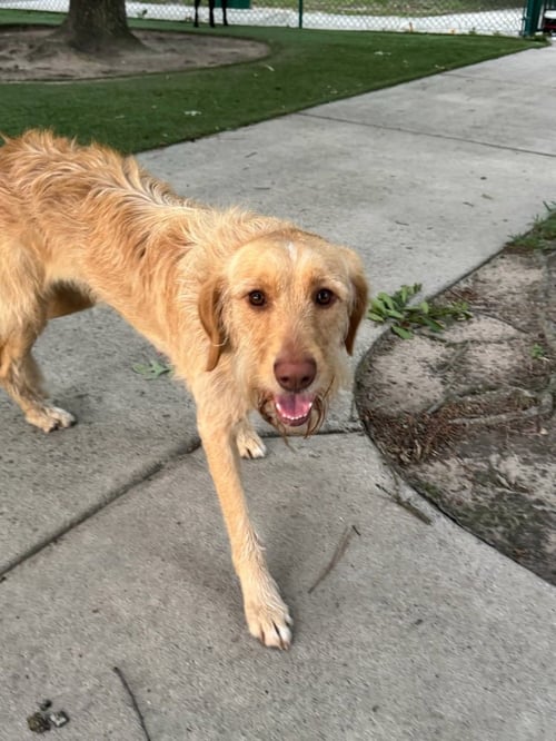 COLESSER / ROSIE - Labrador Retriever available for adoption