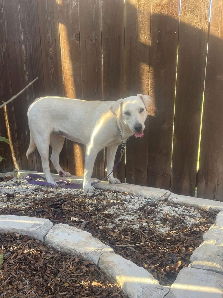 BELPEDIO / LUCY - Labrador Retriever available for adoption