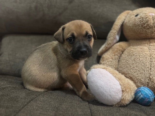 BABIN / MUFFIN - Labrador Retriever / Terrier available for adoption