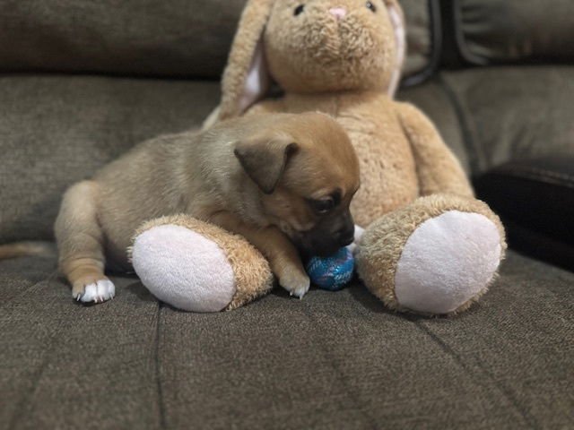 BABIN / MUFFIN - Labrador Retriever / Terrier available for adoption