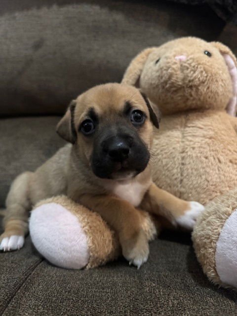 Babin / Muffin - Photo 3