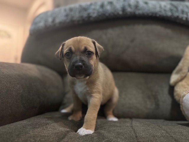 Babin / Muffin - Photo 4