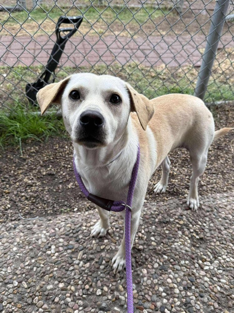 BARRASSO / FREDY /TIGGER - Labrador Retriever / Terrier available for adoption