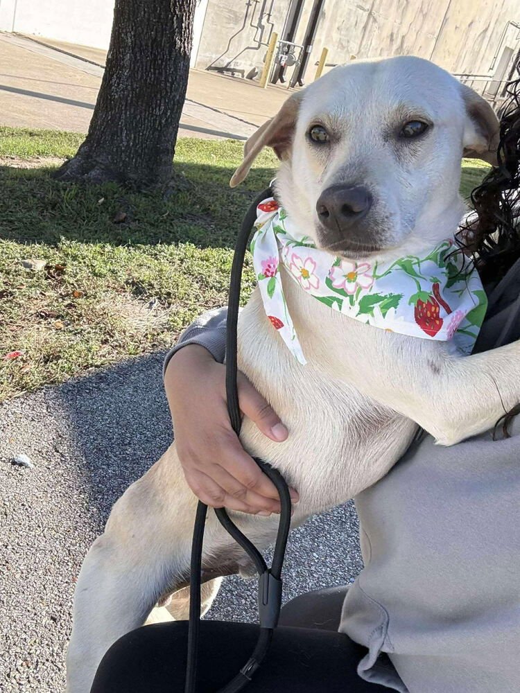 BARRASSO / FREDY /TIGGER - Labrador Retriever / Terrier available for adoption