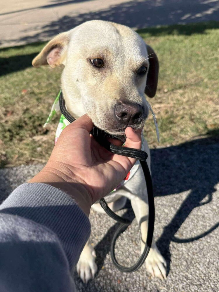 Barrasso / Fredy /Tigger - Photo 3