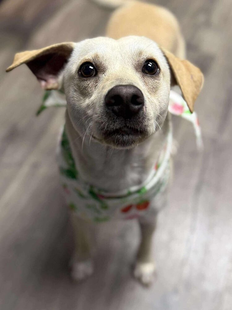 Barrasso / Fredy /Tigger - Photo 4