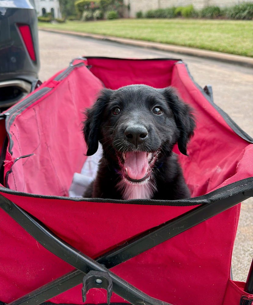 CLOWE / MEELA - Labrador Retriever available for adoption