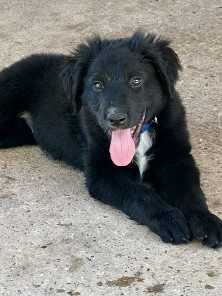 CLOWE / MEELA - Labrador Retriever available for adoption