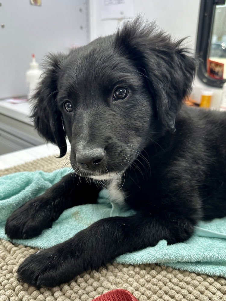 Clowe / Meela - Photo 3