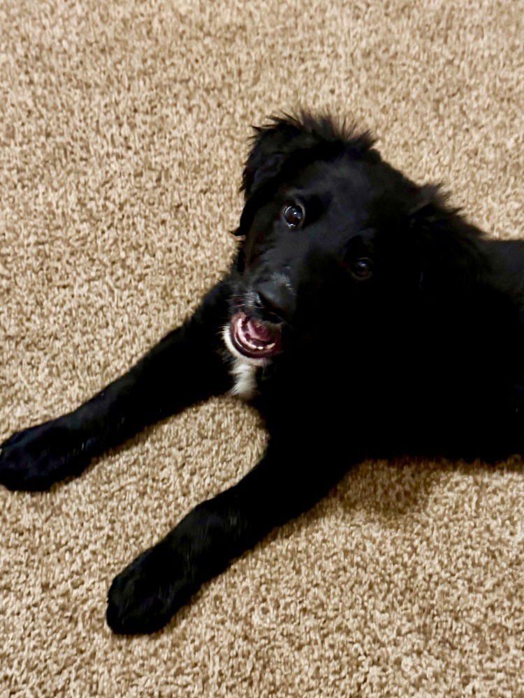 Clowe / Meela - Photo 4