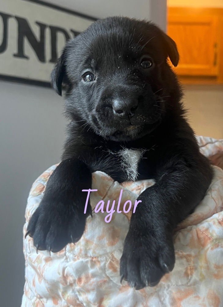 BJORKE / TAYLOR - Labrador Retriever / Terrier available for adoption