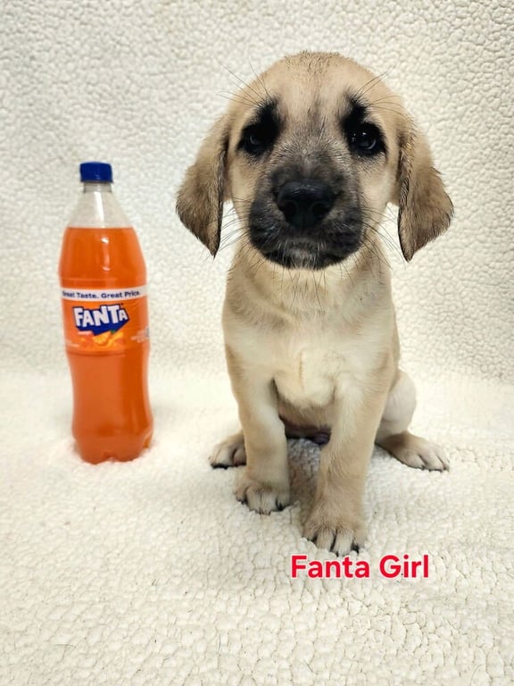 Chytiller / Fanta Image