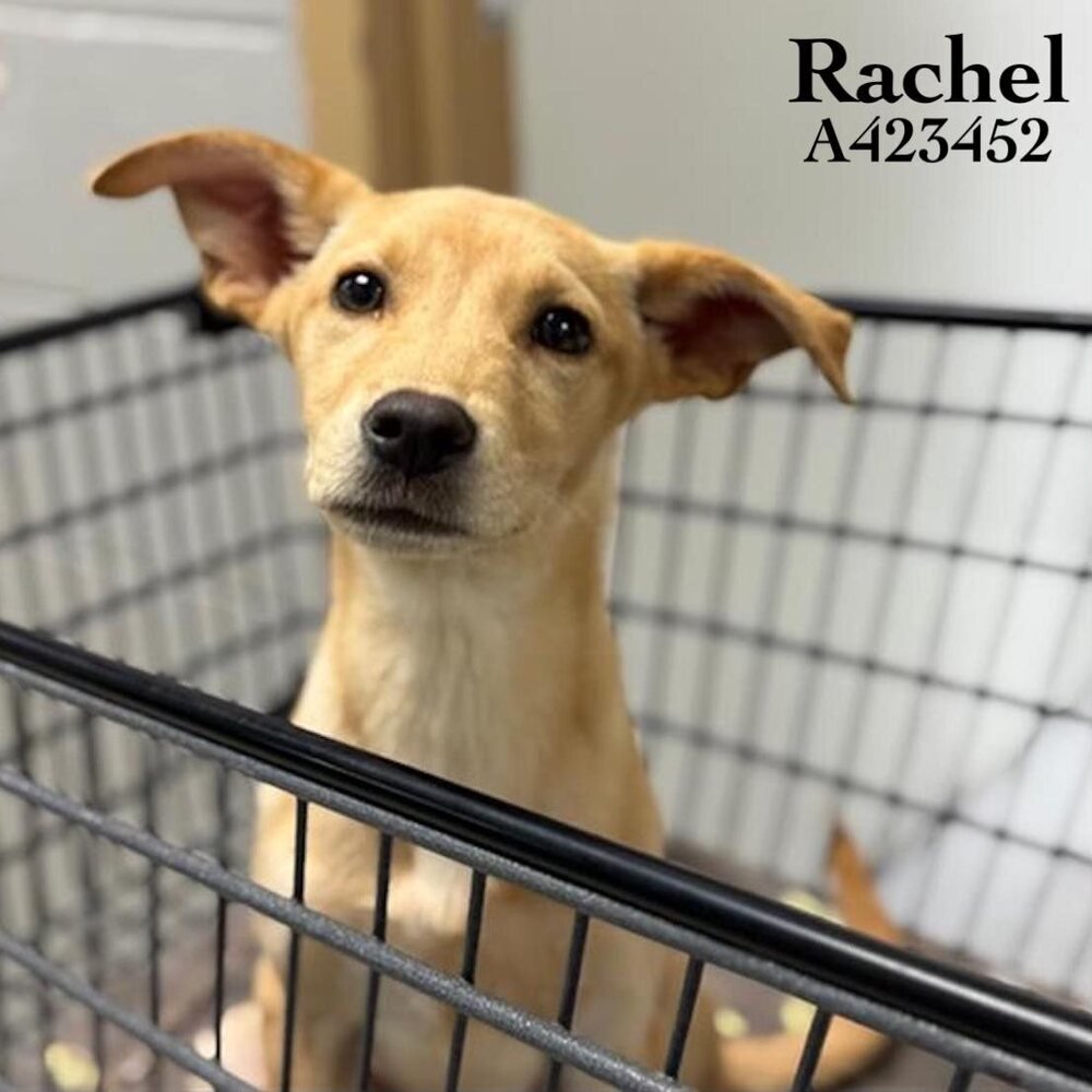 CATENACCI / RACHEL - Labrador Retriever / Terrier available for adoption