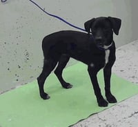 Demkoser / Zoey - Photo 4