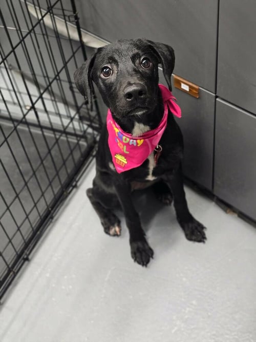 DEMKOSER / ZOEY - Labrador Retriever / Chihuahua available for adoption