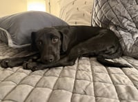Demkoser / Zoey - Photo 1