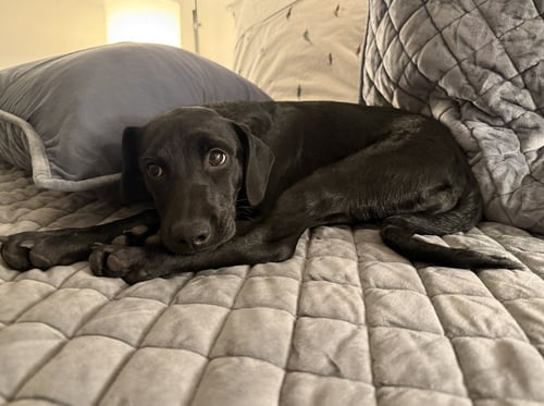 DEMKOSER / ZOEY - Labrador Retriever / Chihuahua for adoption in Westminster
