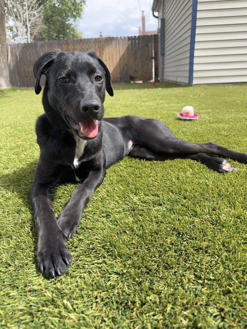 DEMKOSER / ZOEY - Labrador Retriever / Chihuahua available for adoption