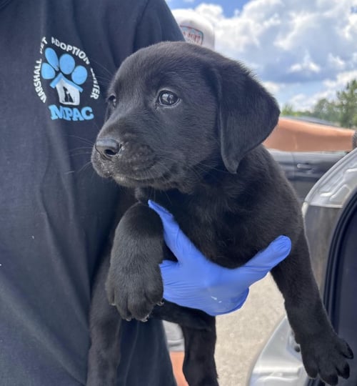 CROTEAUU / HADLEY - Labrador Retriever / Terrier available for adoption