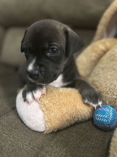 BACKLUND / MAX - Labrador Retriever available for adoption