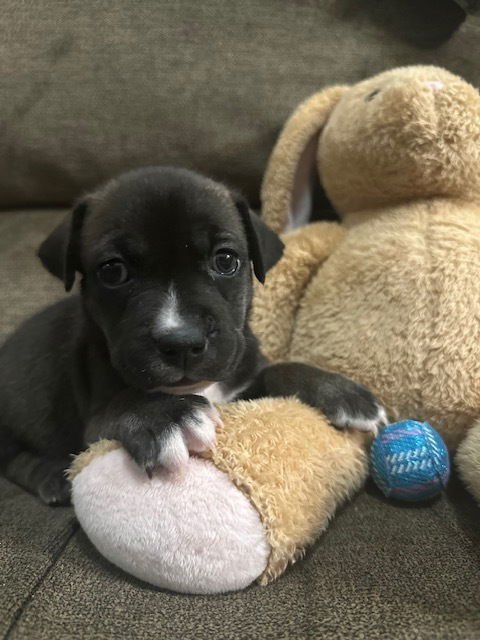 BACKLUND / MAX - Labrador Retriever available for adoption