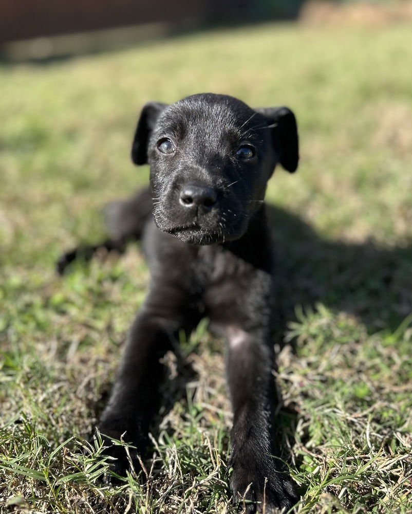 TJARNQVIST / COMET - Labrador Retriever available for adoption