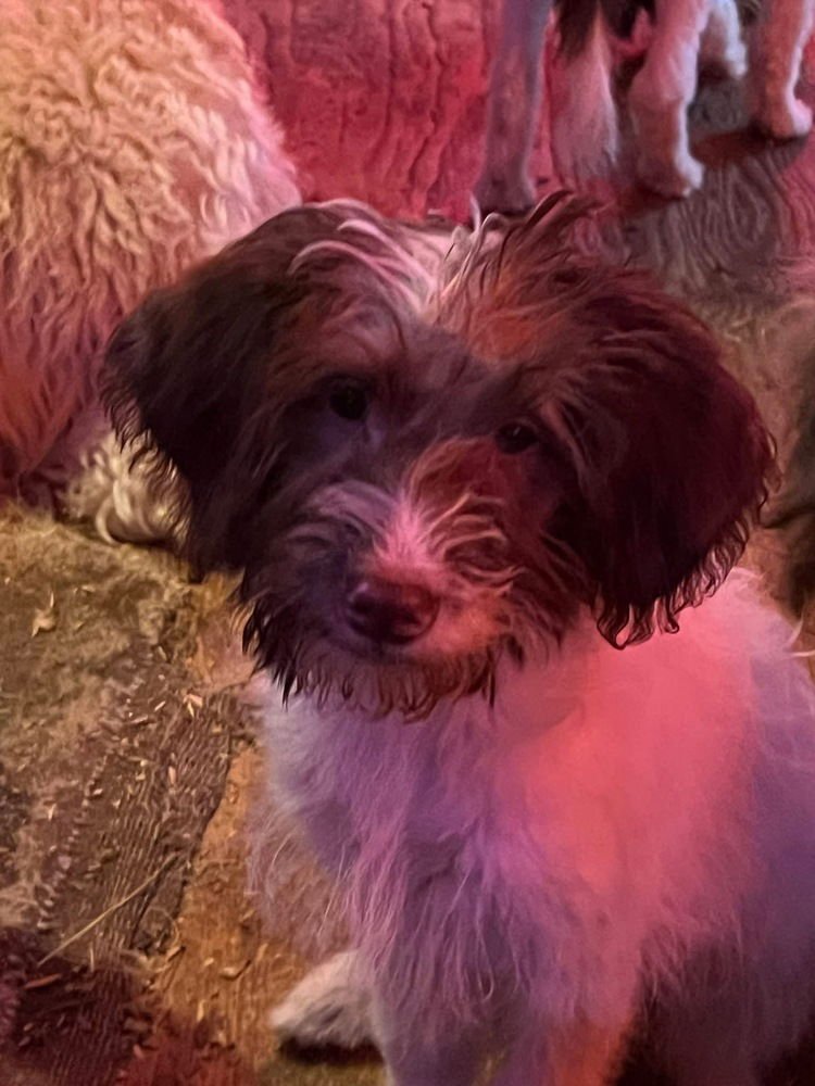 BARZAL / BLASTER - Labrador Retriever / Labrador Retriever available for adoption