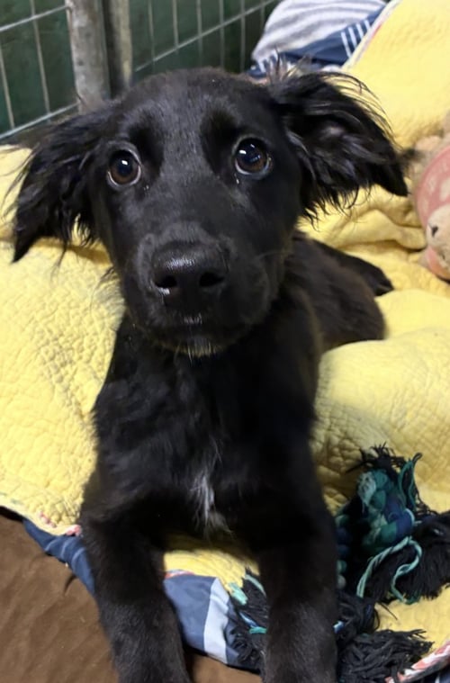 CORCORANS / DREAM - Labrador Retriever / Wirehaired Fox Terrier for adoption in Thornton