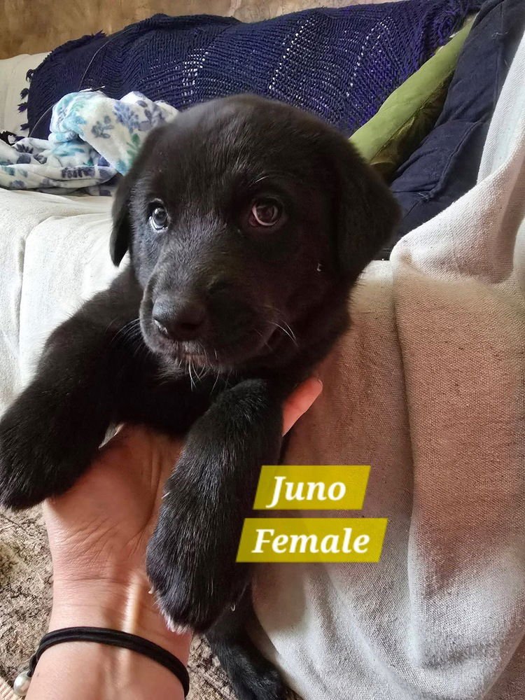 BARABANOV / JUNO - Labrador Retriever / Shepherd available for adoption