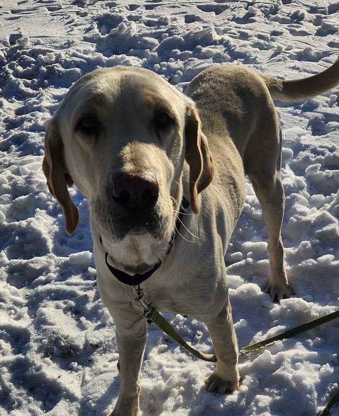 BOOGAARD / SPARKLES - Labrador Retriever available for adoption