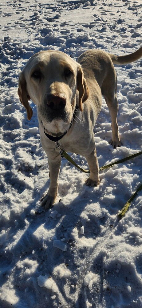 BOOGAARD / SPARKLES - Labrador Retriever available for adoption