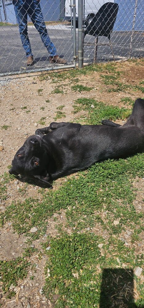 CRANSTON / SUKI - Labrador Retriever / Terrier available for adoption