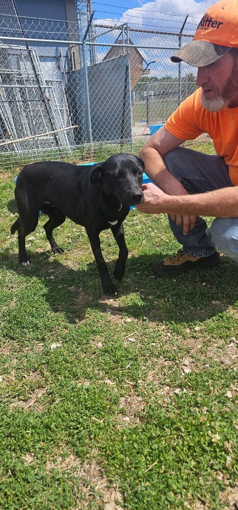 CRANSTON / SUKI - Labrador Retriever / Terrier available for adoption