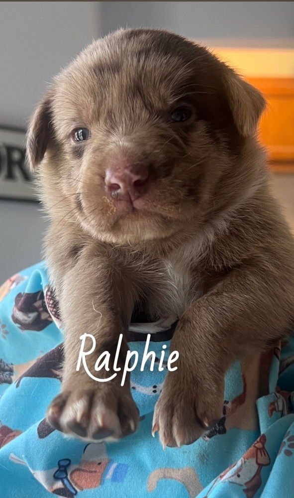 BLUMEL / RALPHIE - Labrador Retriever / Terrier available for adoption