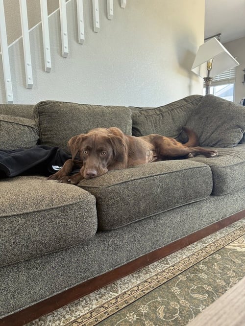 CONSIDINE / LEXIE / HAZEL - Labrador Retriever / Great Pyrenees available for adoption