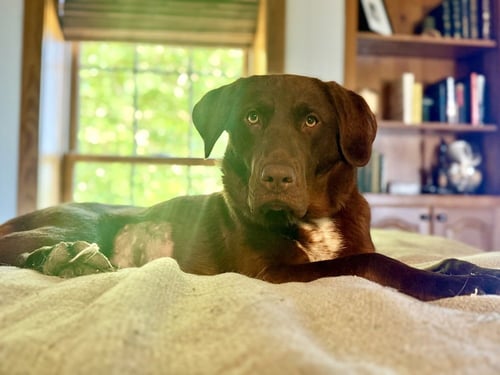 CONSIDINE / LEXIE / HAZEL - Labrador Retriever / Great Pyrenees available for adoption