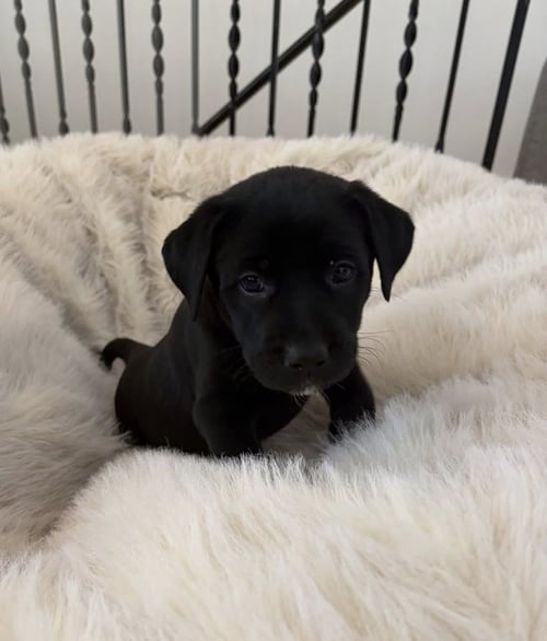 CHARLEBOIS / MYA - Labrador Retriever available for adoption