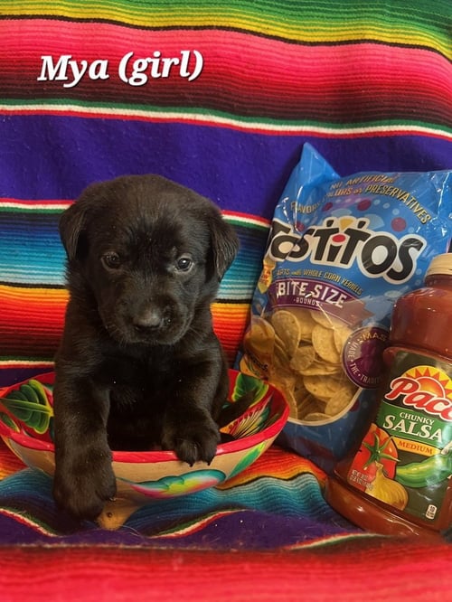 CHARLEBOIS / MYA - Labrador Retriever available for adoption