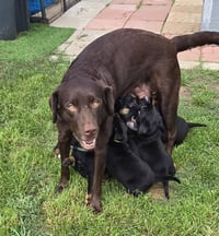 Charlebois / Mya - Photo 4