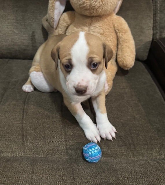 Balastik / Dudley - Photo 3